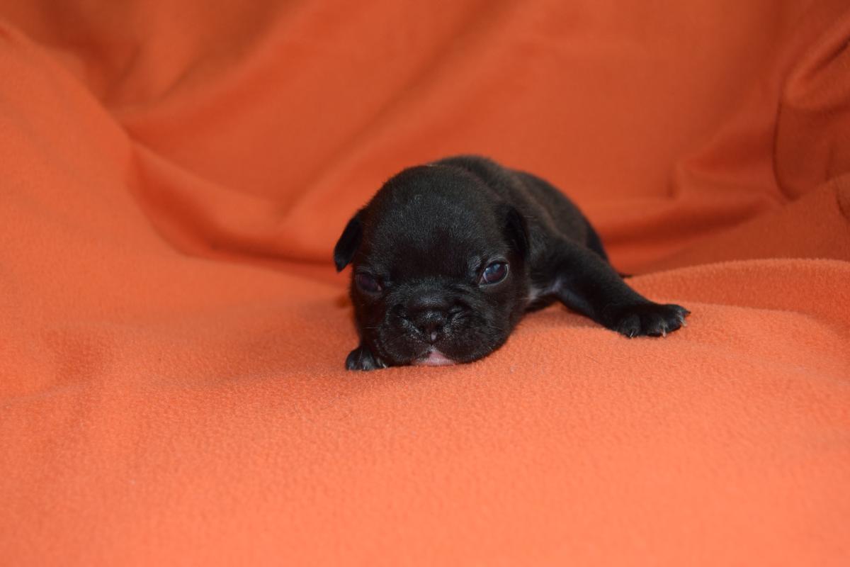 Mâle Bouledogue Français bringé tâche dans la nuque