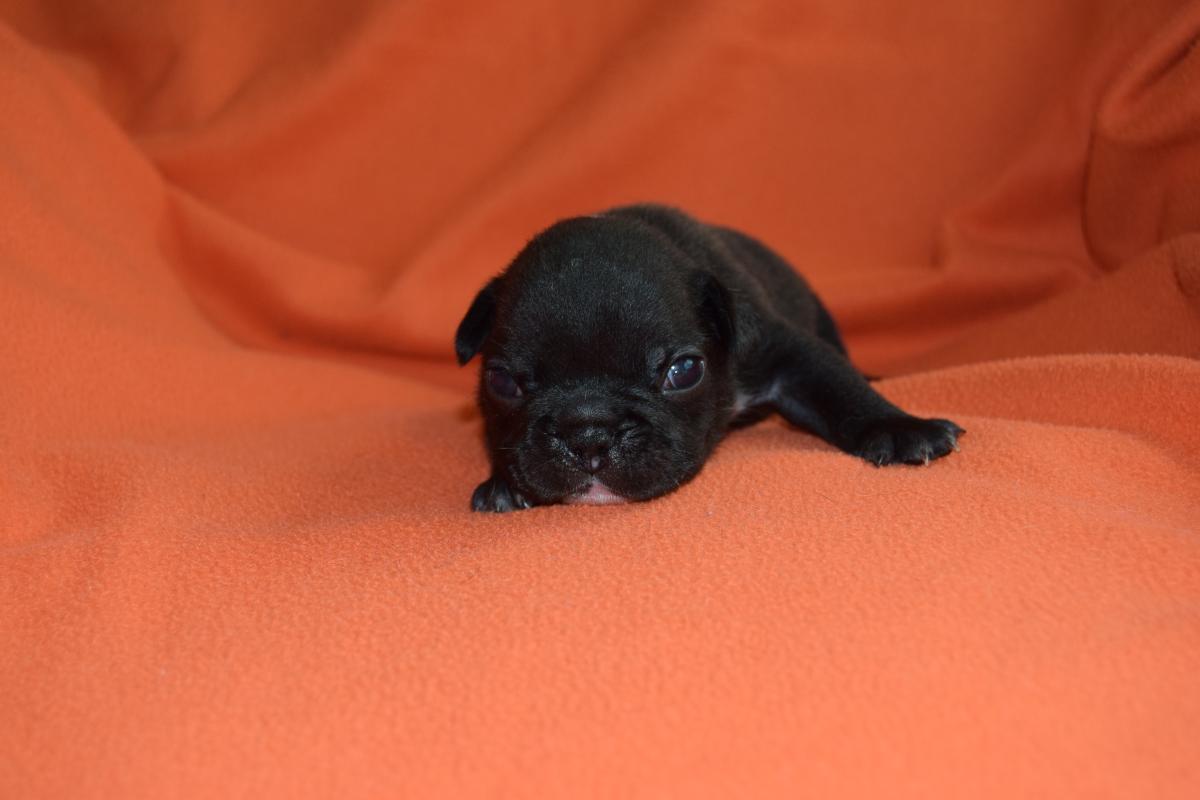 Mâle Bouledogue Français bringé tâche dans la nuque