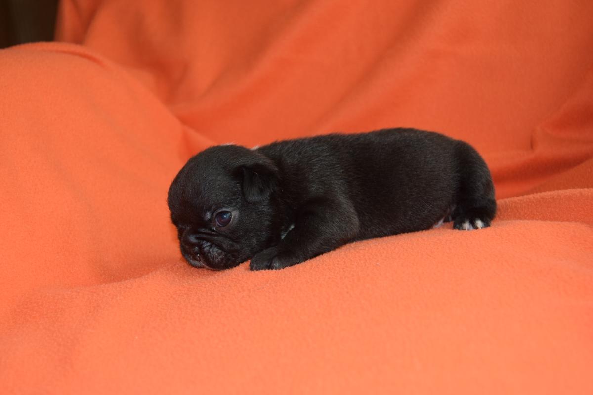 Mâle Bouledogue Français bringé tâche dans la nuque