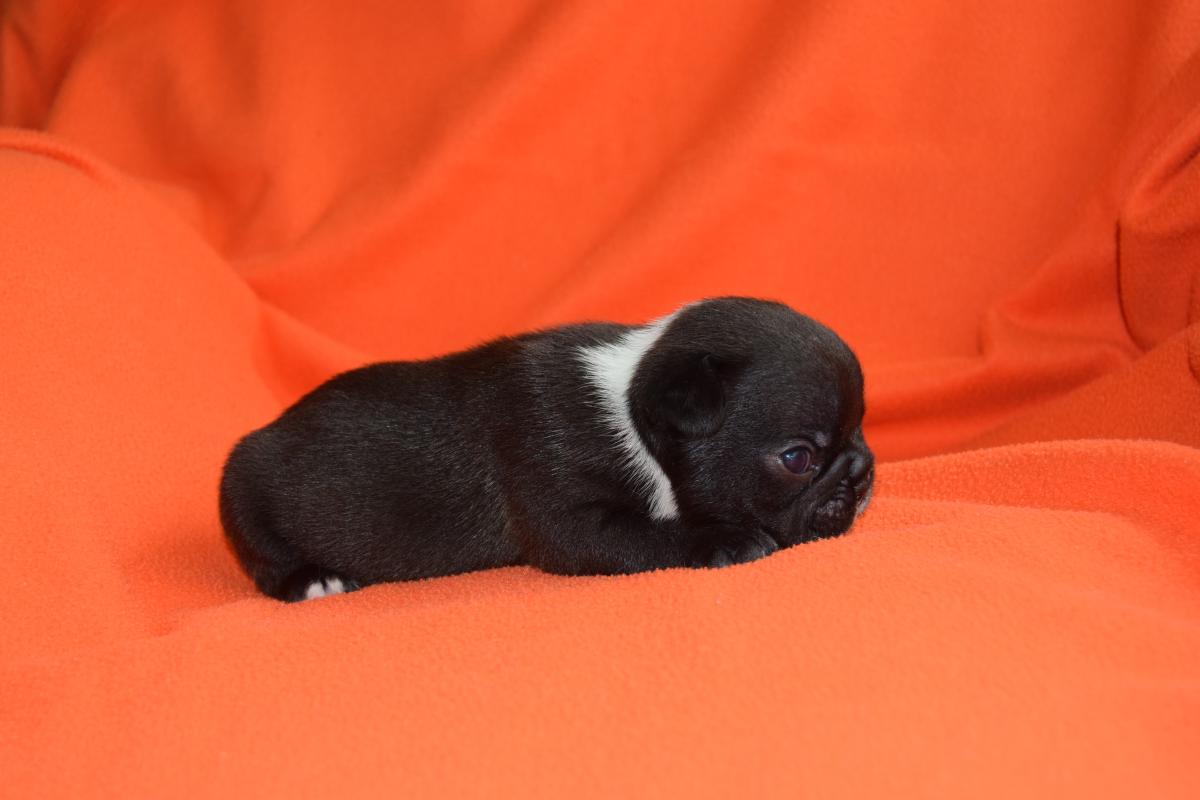 Mâle Bouledogue Français bringé tâche dans la nuque