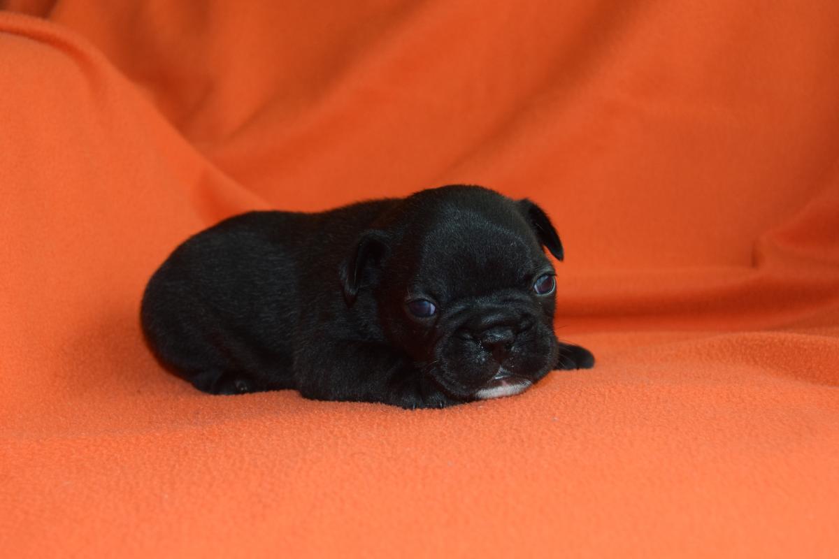 Mâle Bouledogue Français bringé