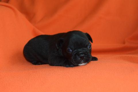 Photo de chiot de race Bouledogue français