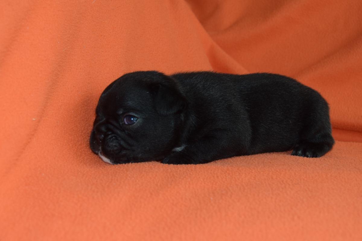 Mâle Bouledogue Français bringé