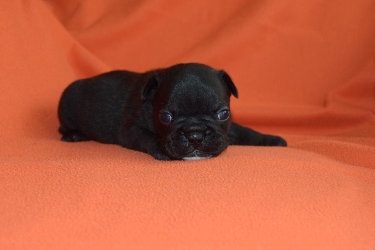 Mâle Bouledogue Français bringé