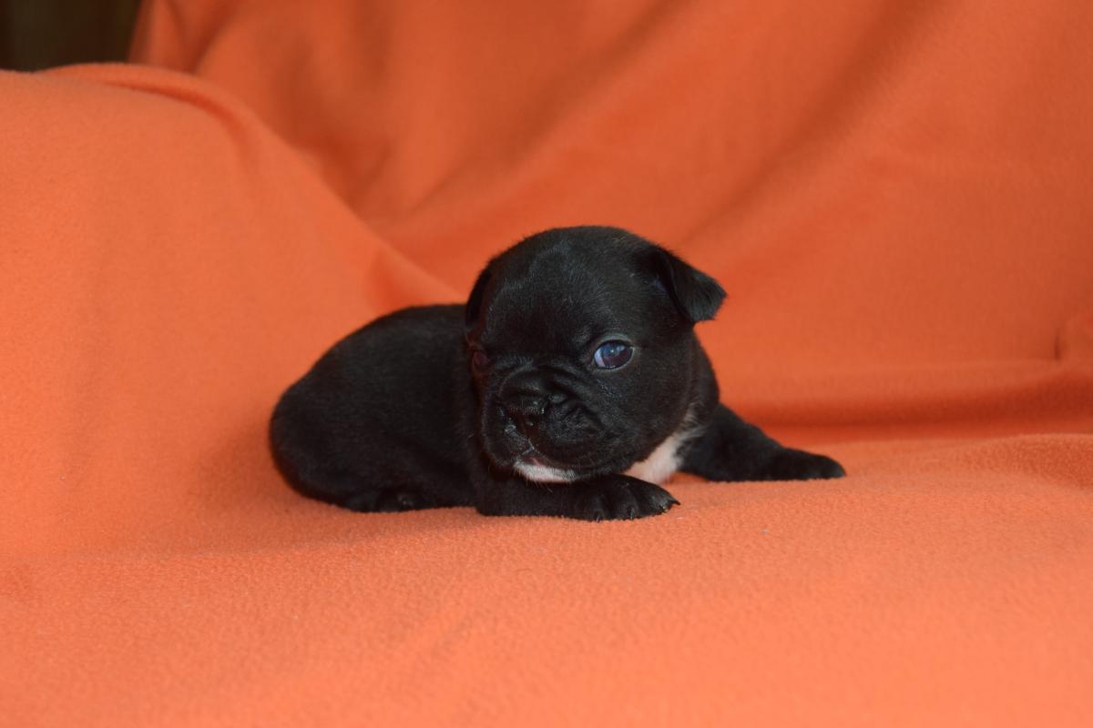 Mâle Bouledogue Français bringé
