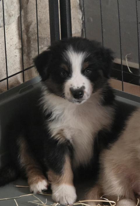 Photo de chiot de race Berger américain miniature