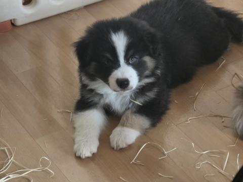 Photo de chiot de race Berger américain miniature