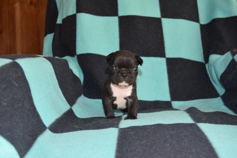 Photo de chiot de race Bouledogue français