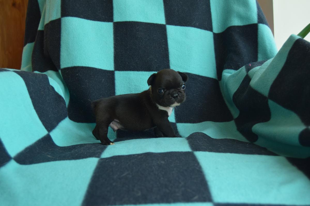 Mâle Bouledogue Français bringé tâche dans la nuque