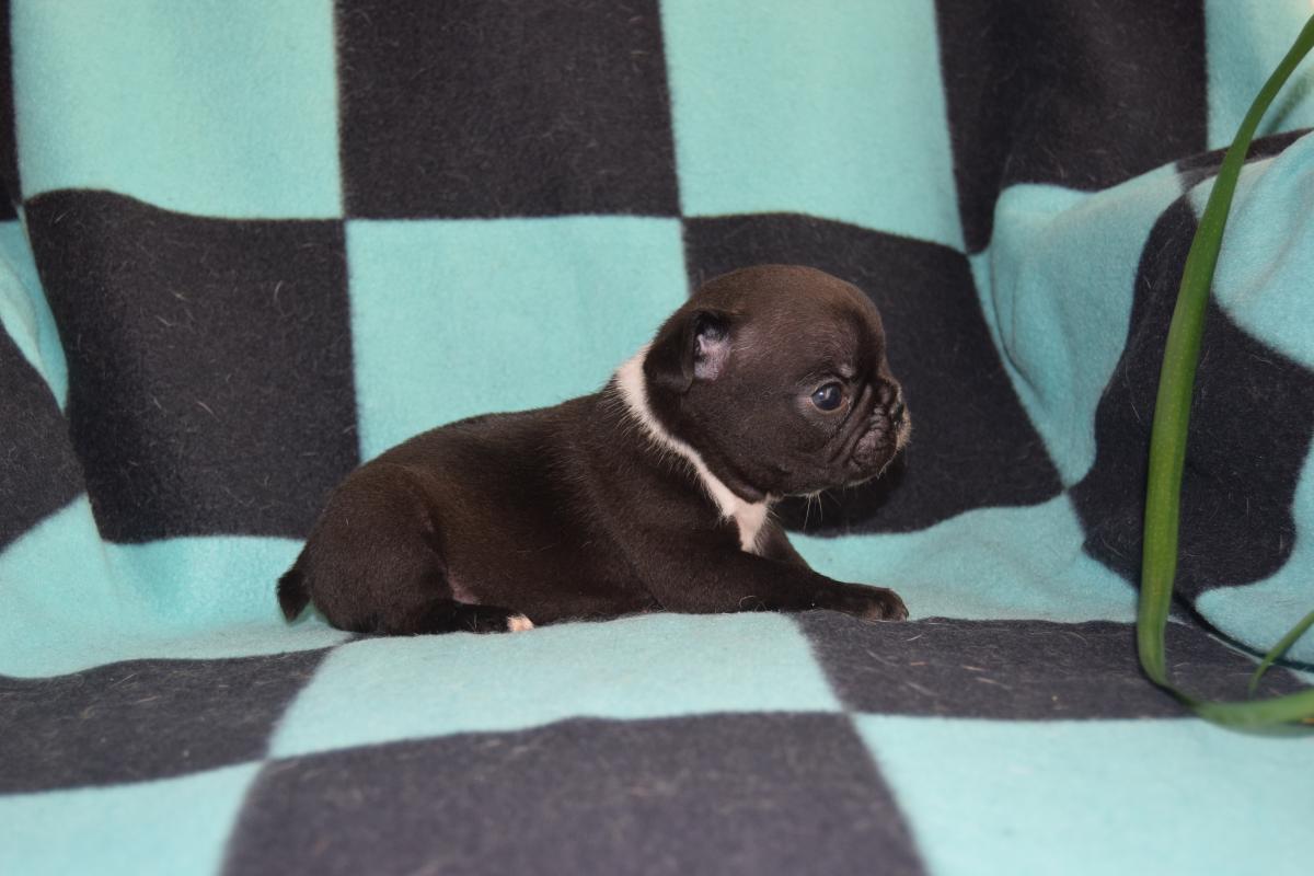 Mâle Bouledogue Français bringé tâche dans la nuque
