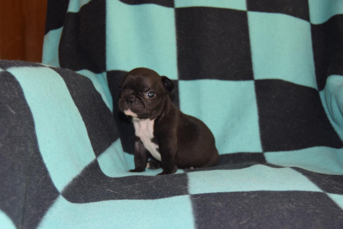 Mâle Bouledogue Français bringé tâche dans la nuque