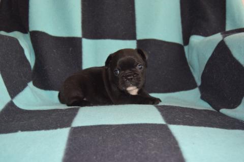 Photo de chiot de race Bouledogue français