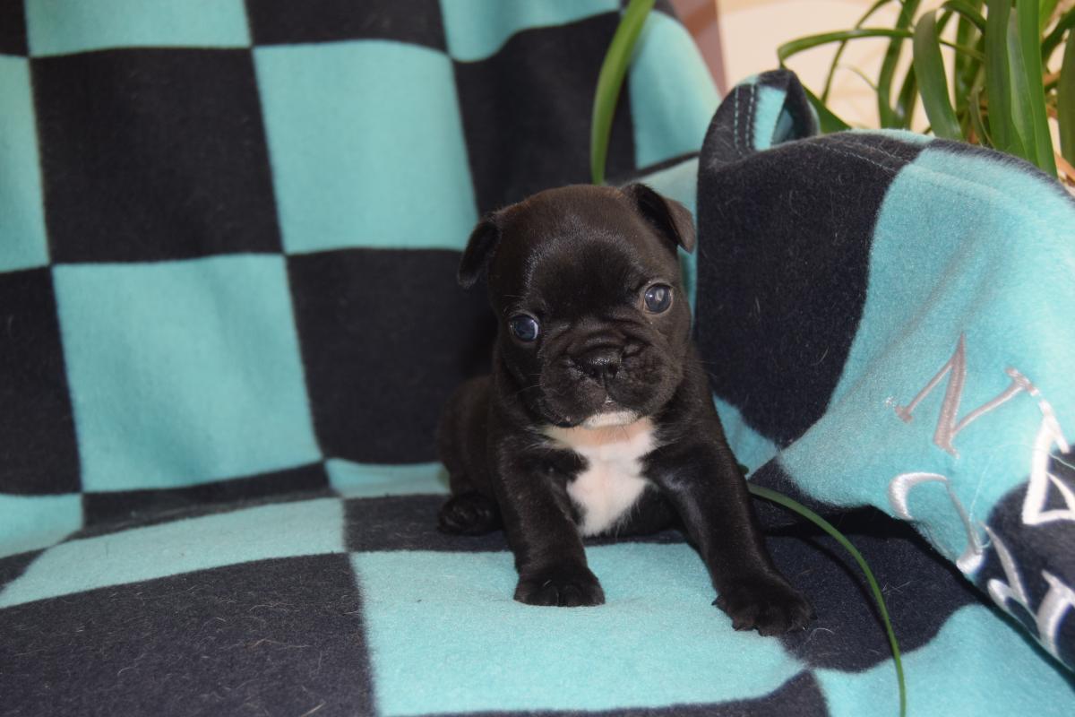 Mâle Bouledogue Français bringé