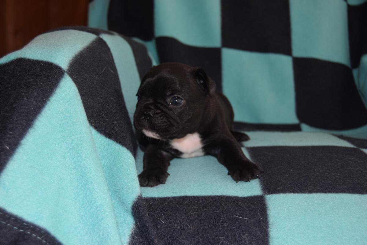 Mâle Bouledogue Français bringé