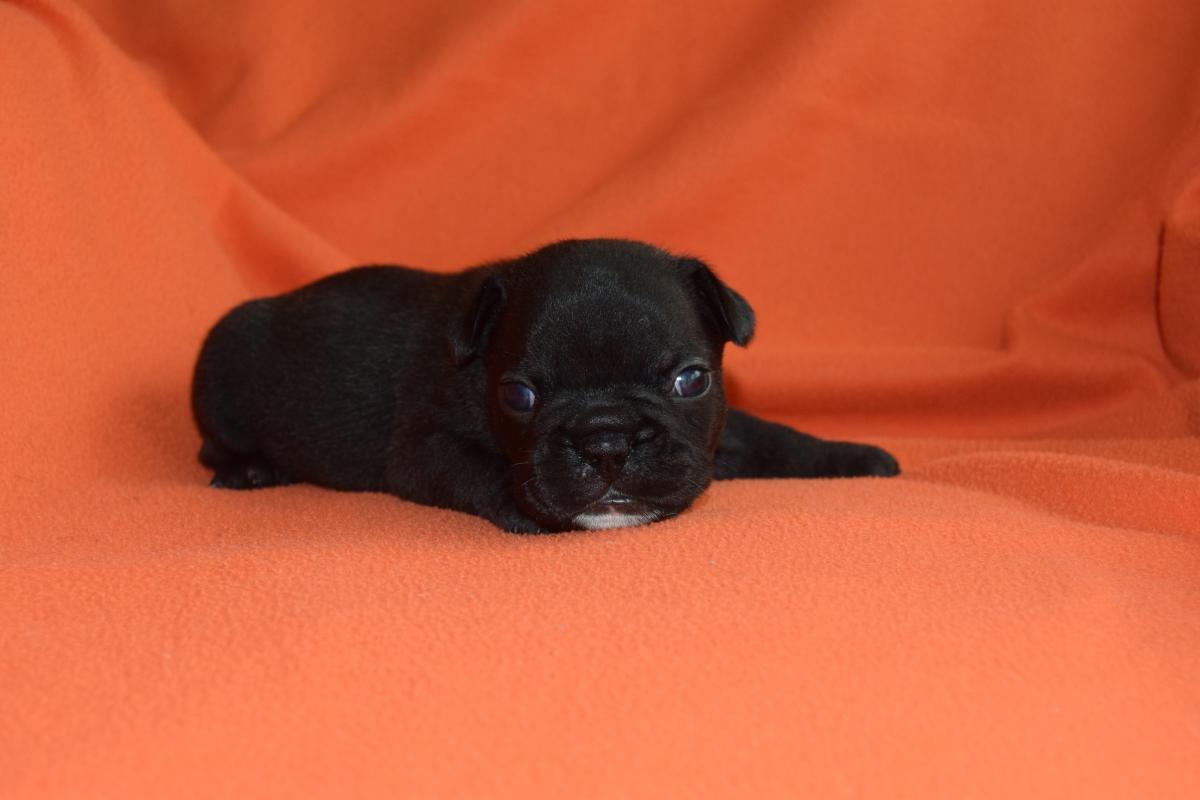 Mâle Bouledogue Français bringé