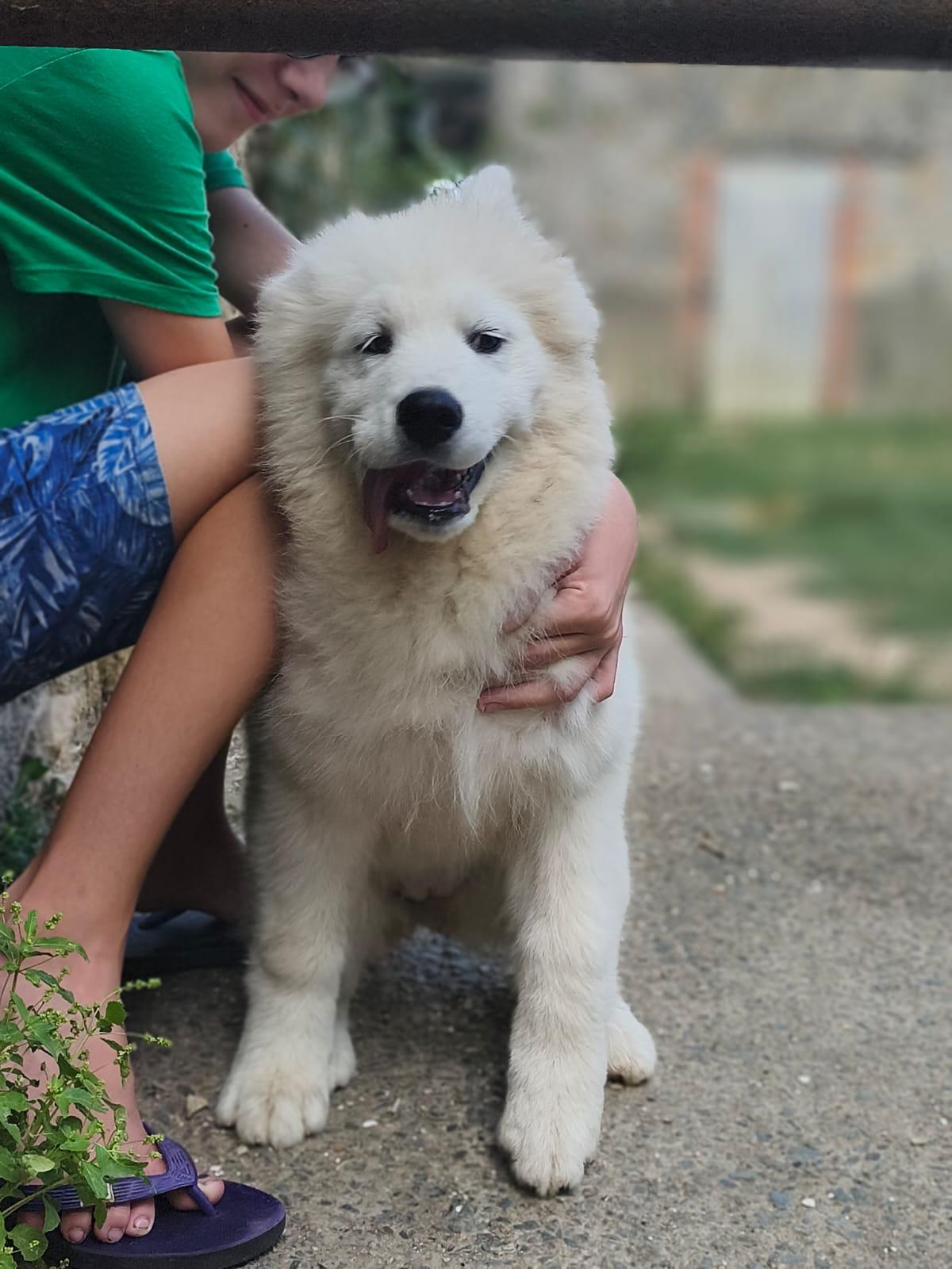 Superbe Chiot Mâle Samoyède LOF (4 mois)