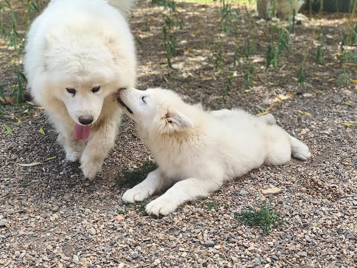 Superbe Chiot Mâle Samoyède LOF (4 mois)