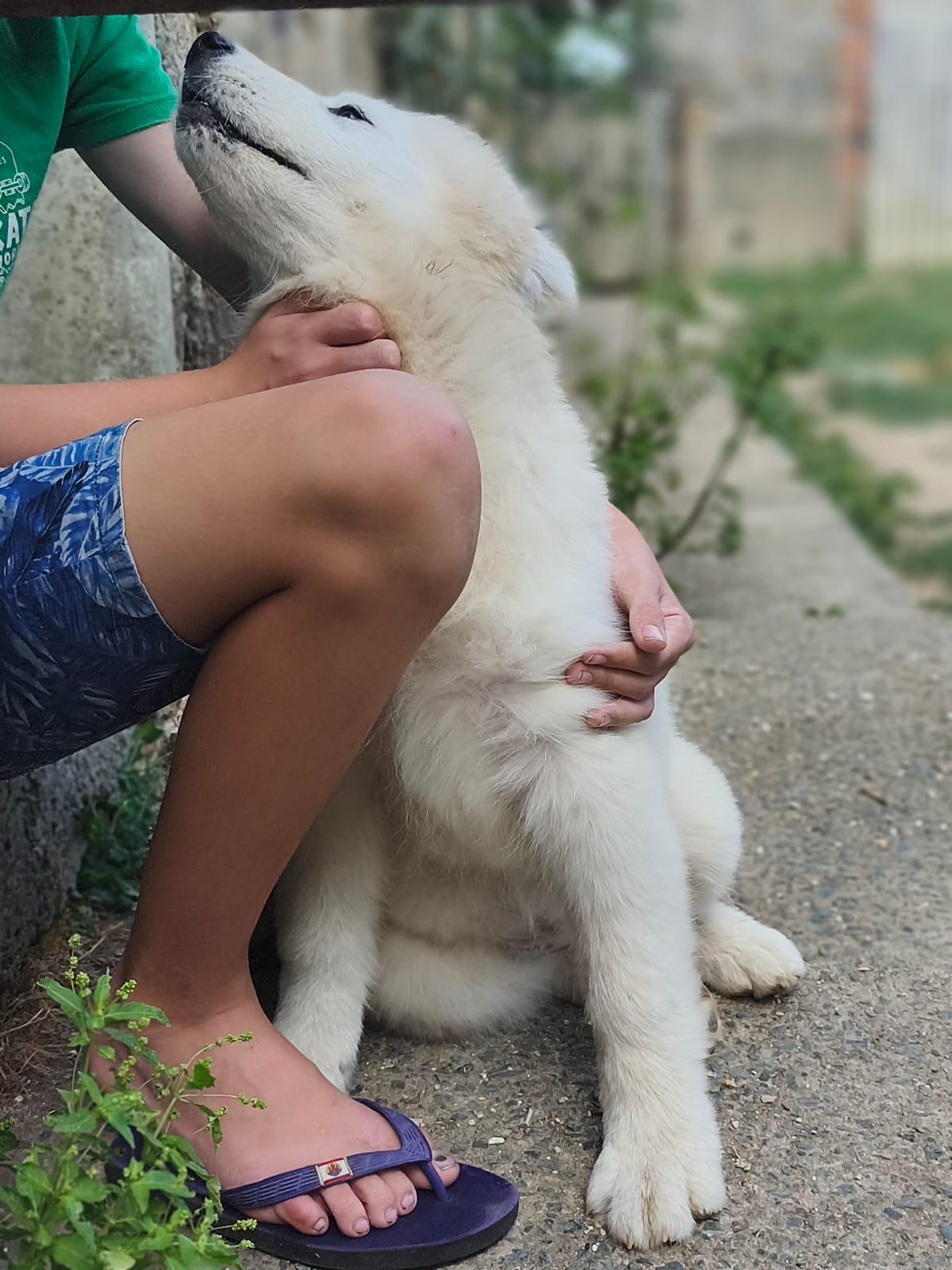 Superbe Chiot Mâle Samoyède LOF (4 mois)