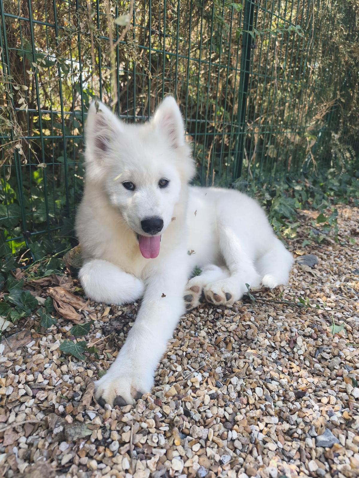 Superbe Chiot Mâle Samoyède LOF (4 mois)