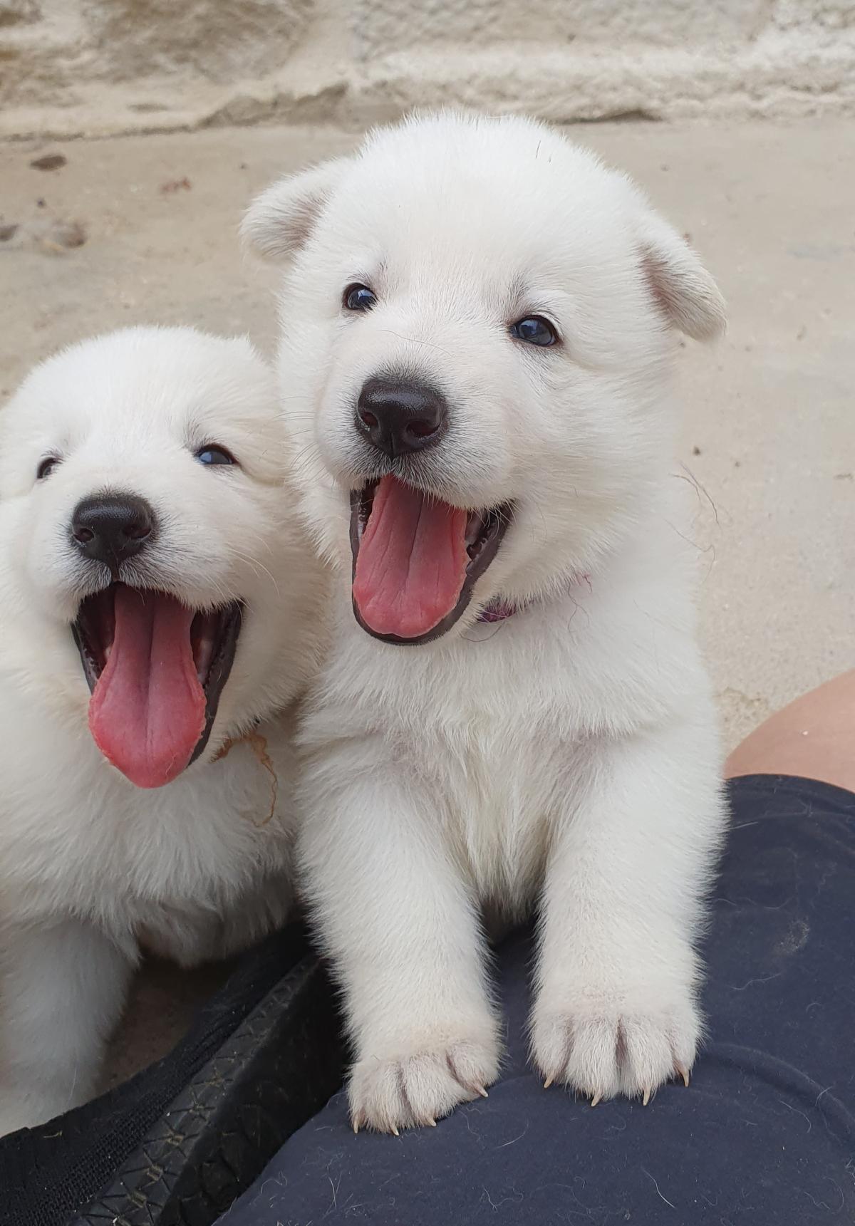 Chiots Berger Blanc Suisse LOF à réserver