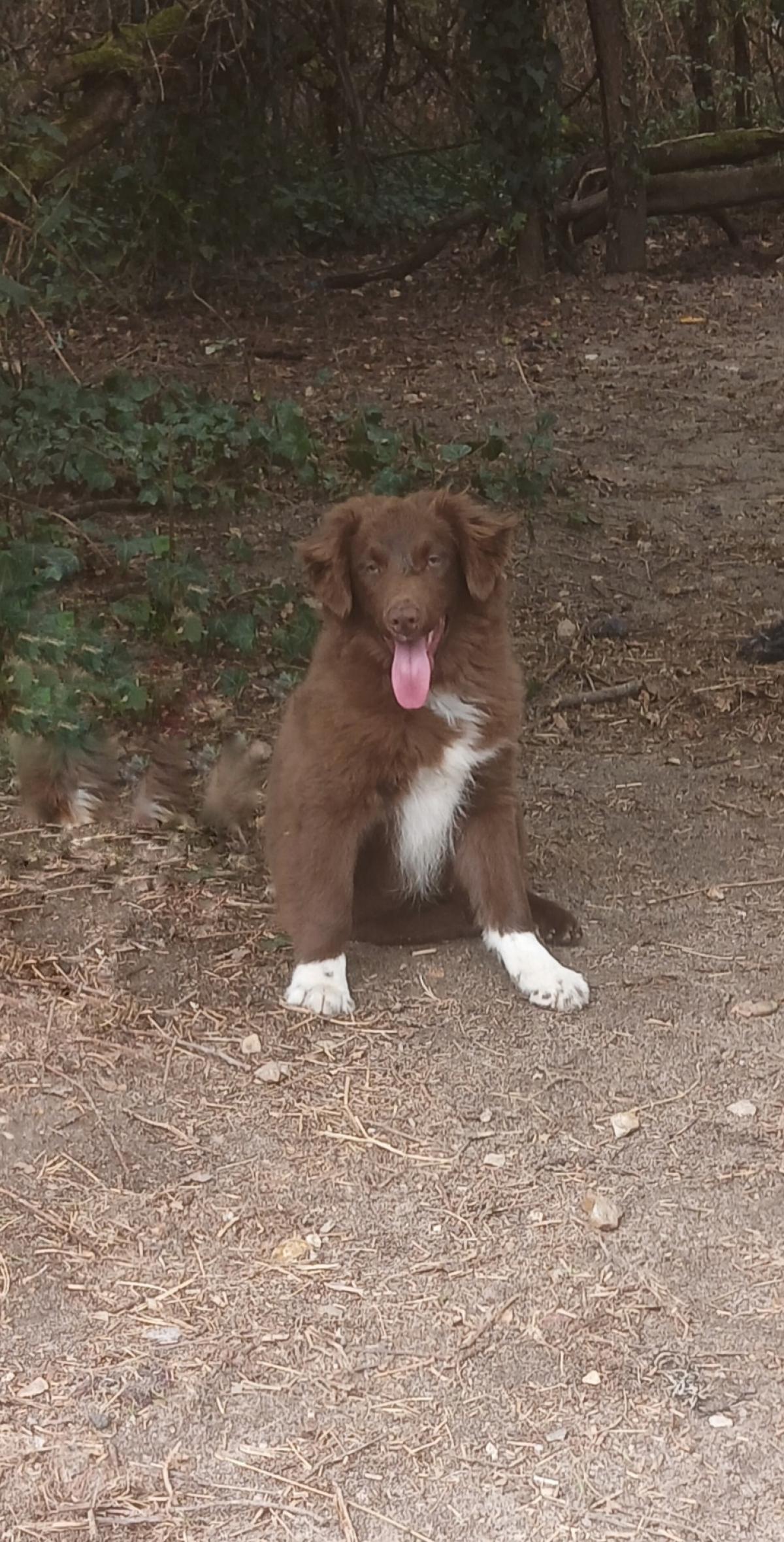 Chiot mâle rouge bicolore BAM