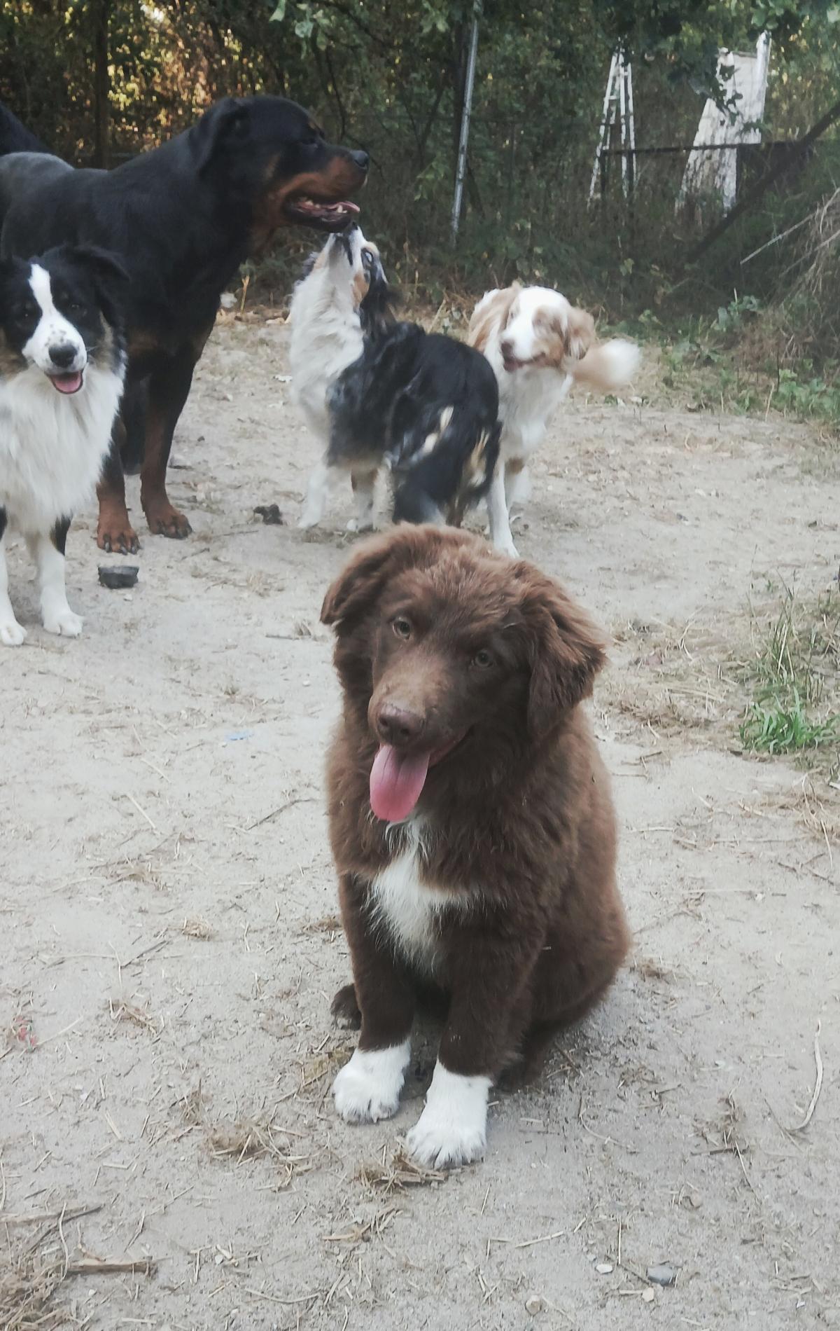 Chiot mâle rouge bicolore BAM