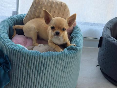 Photo de chiot de race Chihuahua