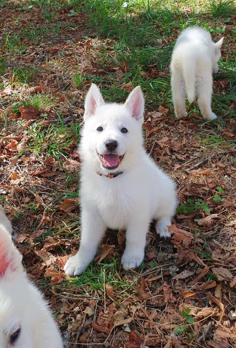 Photo de chiot de race Berger Blanc Suisse