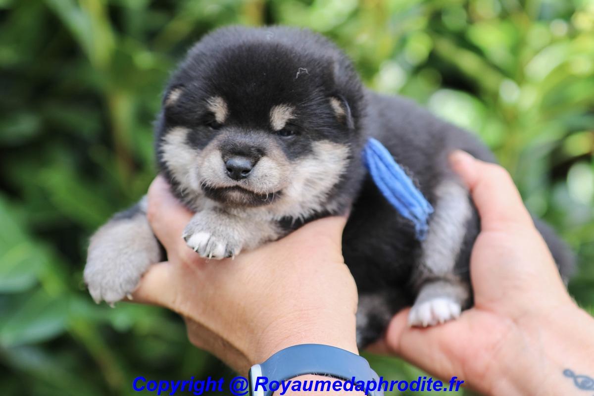 Chiot Shiba Inu LOF
