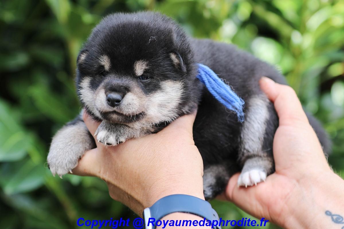 Chiot Shiba Inu LOF