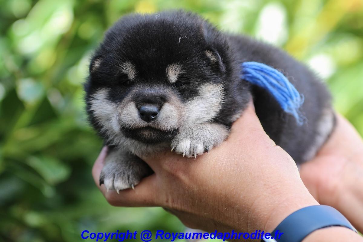 Chiot Shiba Inu LOF