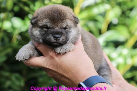 Photo de chiot de race Shiba