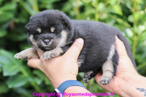 Photo de chiot de race Shiba
