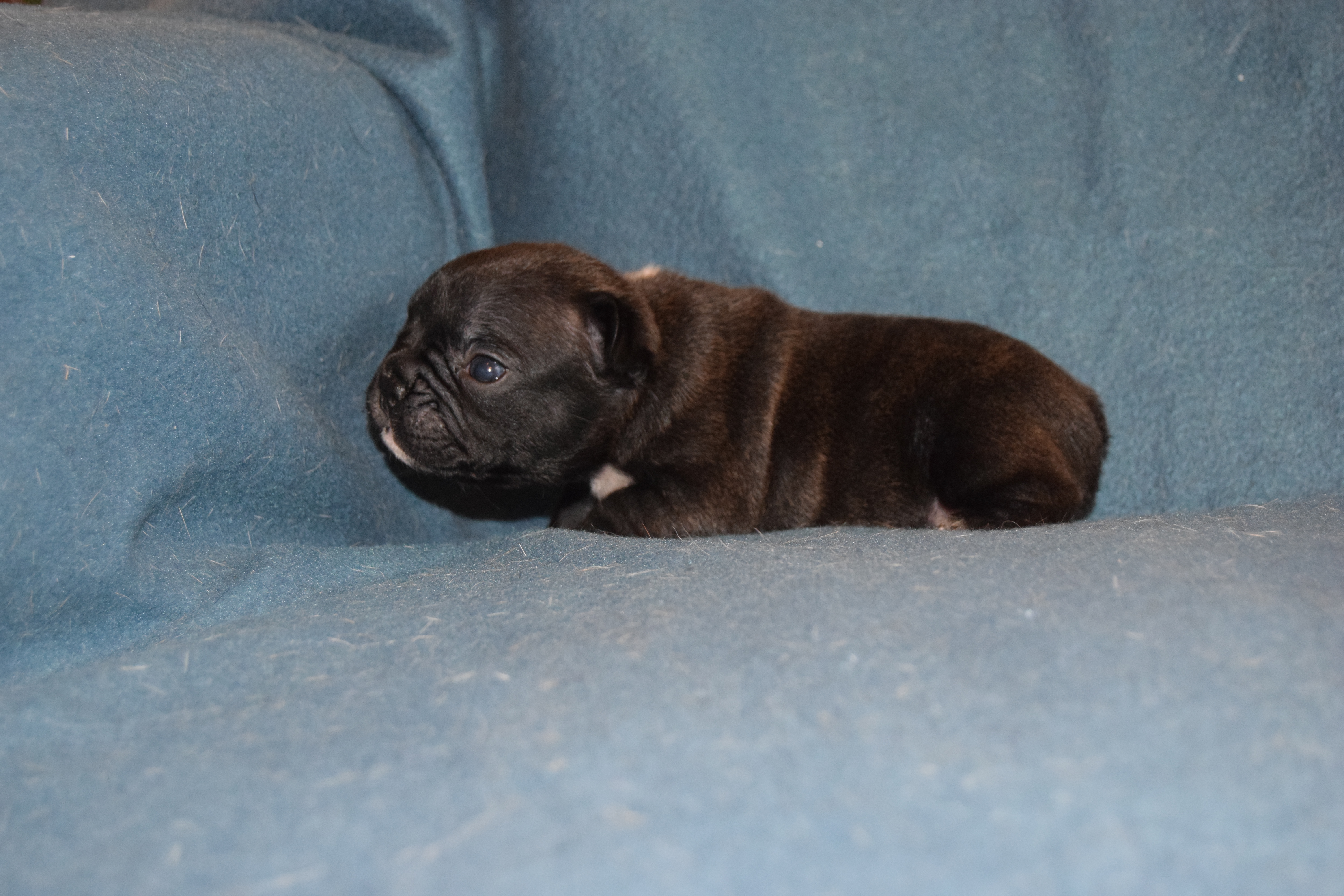Photo de chiot de race Bouledogue français