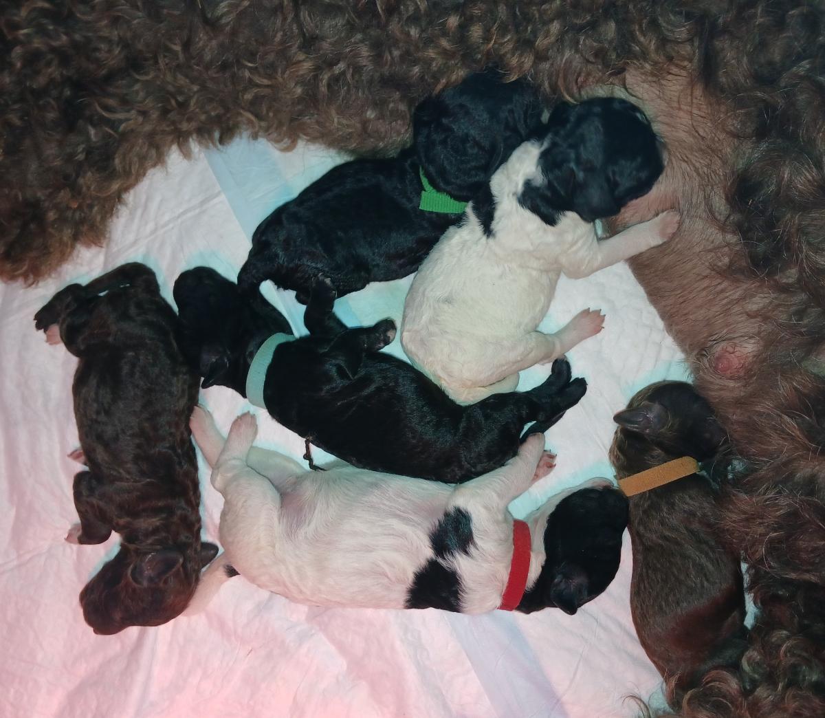 chiots Barbets