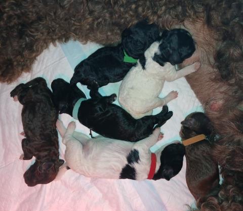 Photo de chiot de race Barbet
