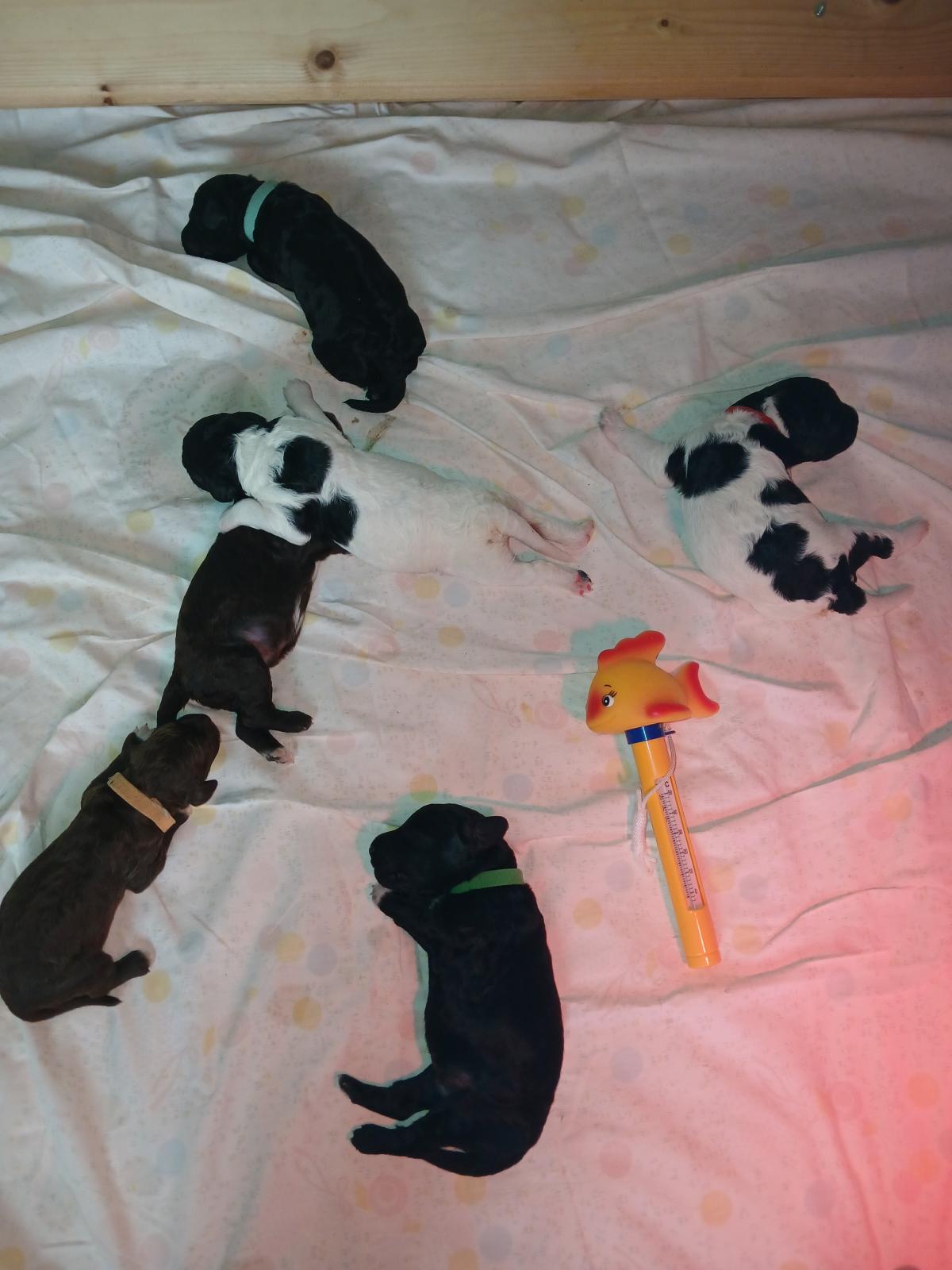 chiots Barbets