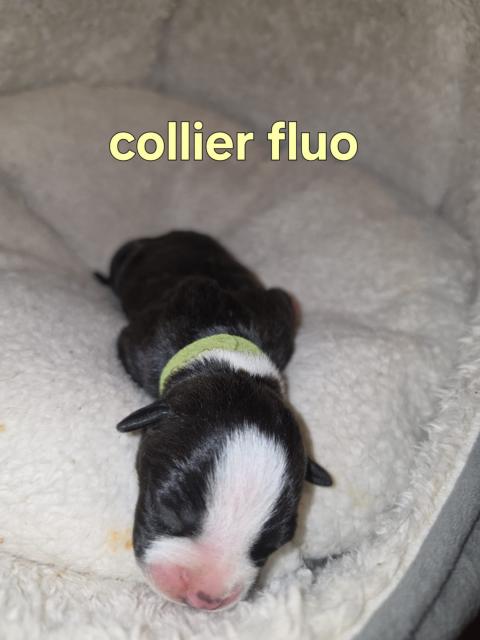 Photo de chiot de race Staff