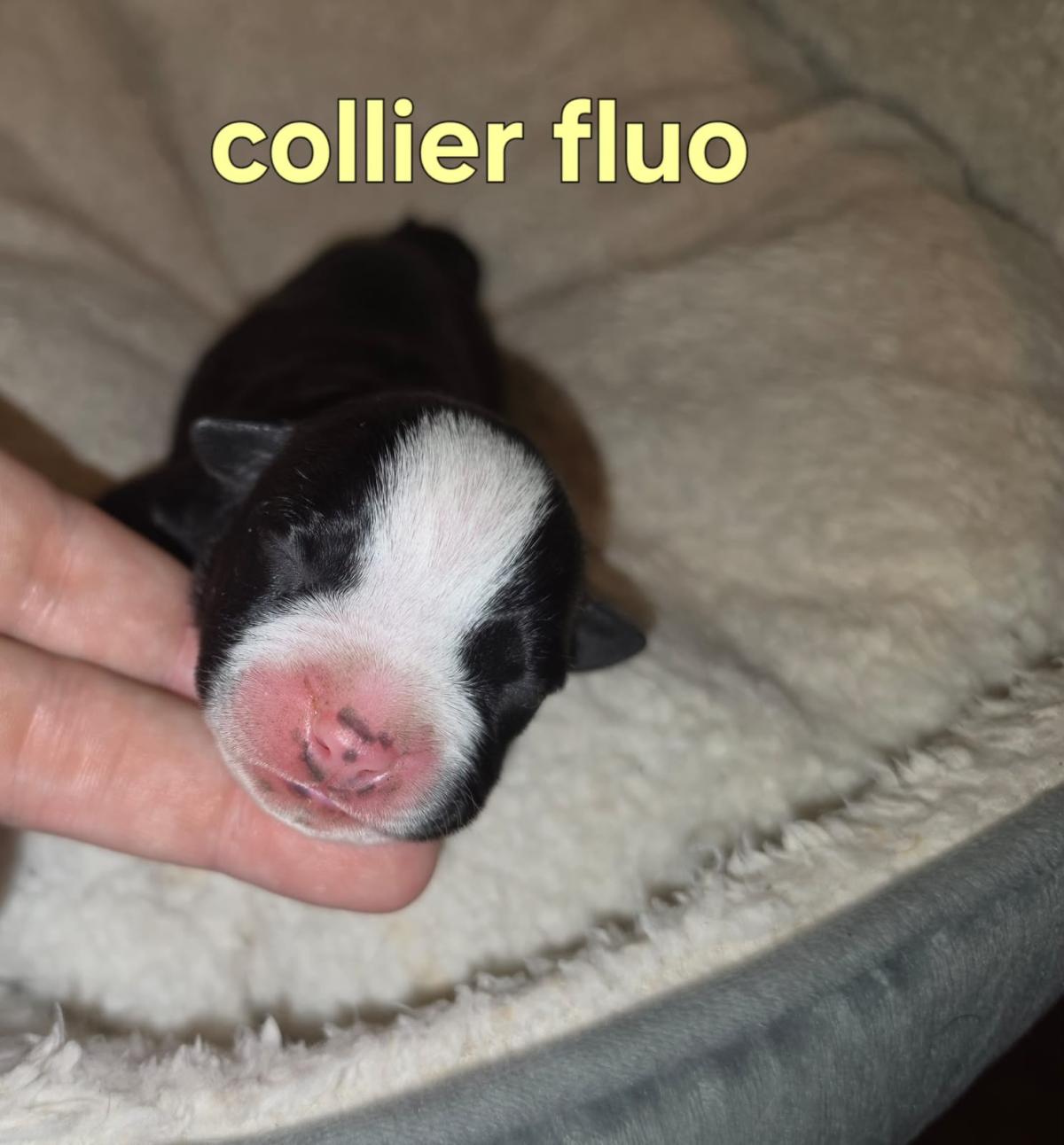Magnifique chiot american-staffordshire-terrier