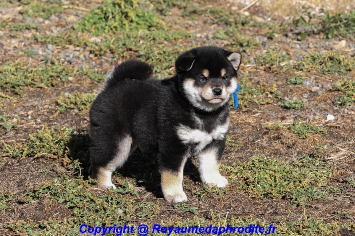 Chiot Shiba Inu LOF