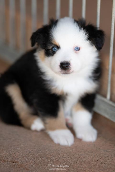 Photo de chiot de race Berger américain miniature