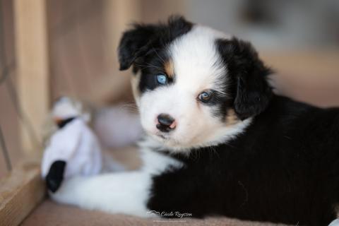 Photo de chiot de race Berger américain miniature