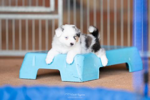 Photo de chiot de race Berger américain miniature