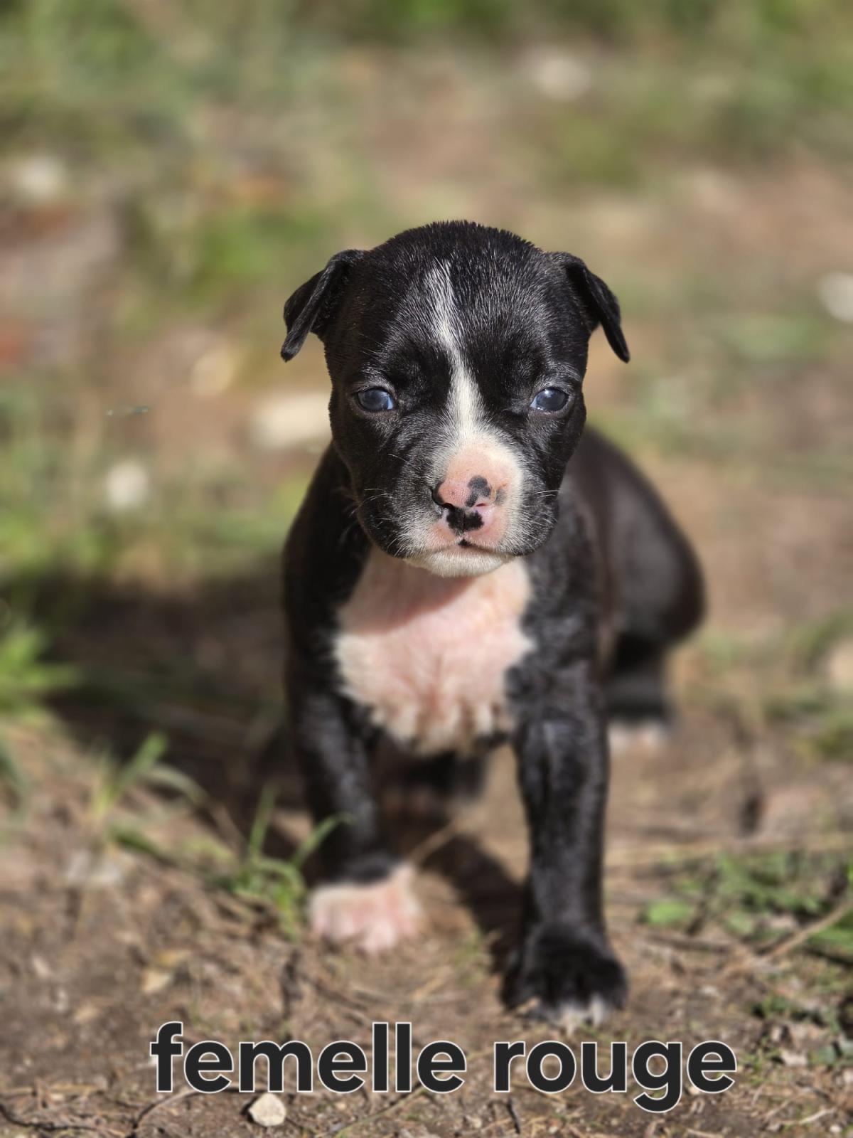 Magnifiques chiots américain staffordshire terrier