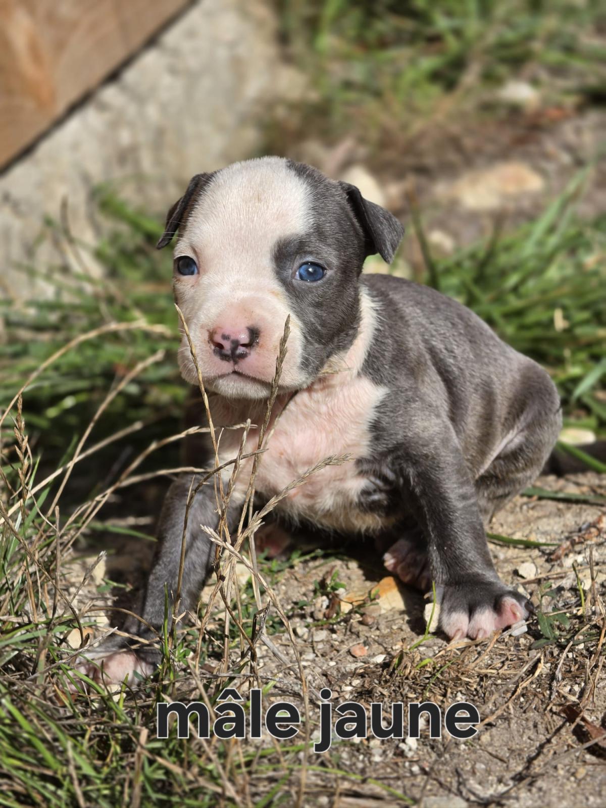 Magnifiques chiots américain staffordshire terrier