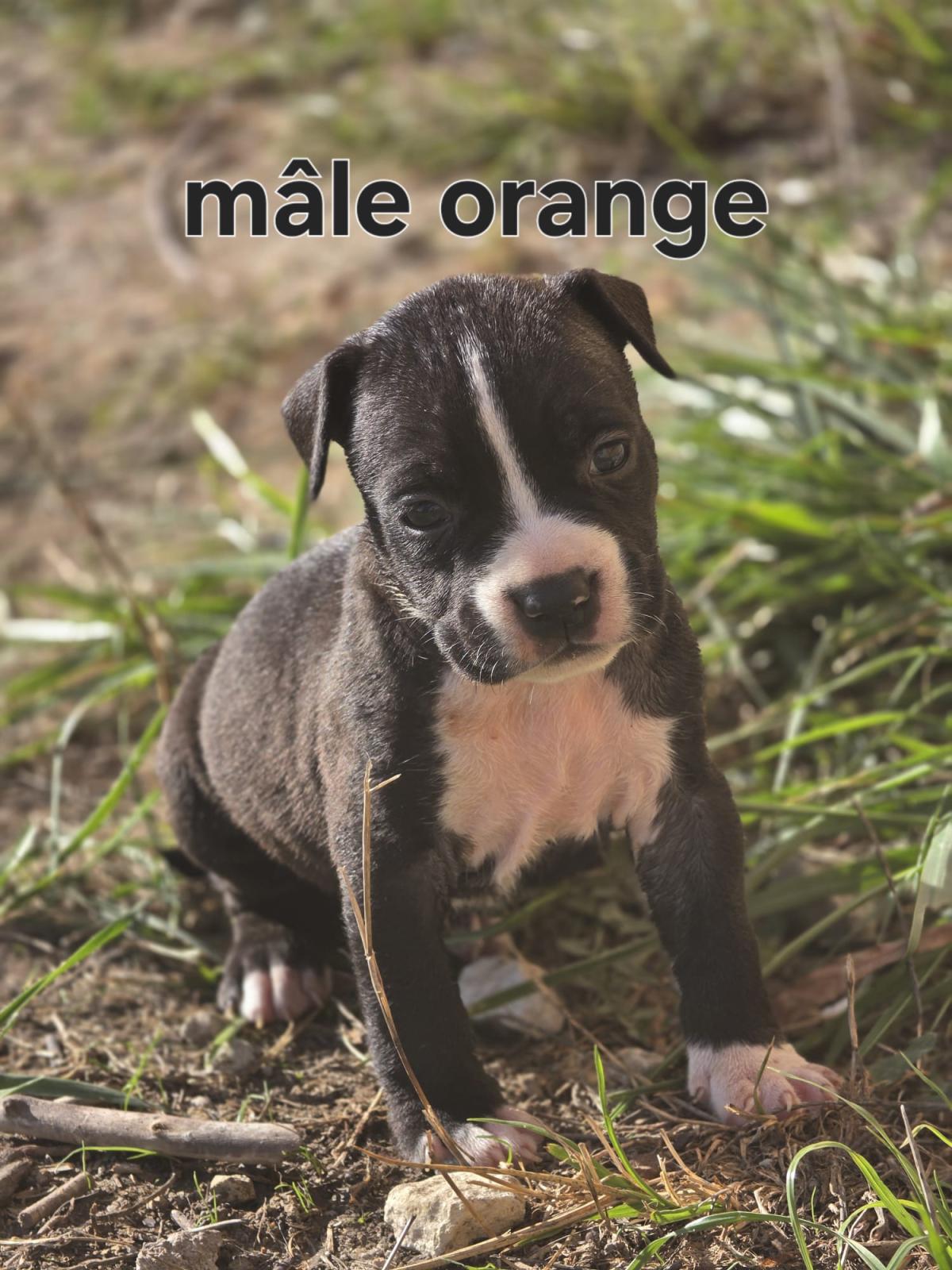 Magnifiques chiots américain staffordshire terrier
