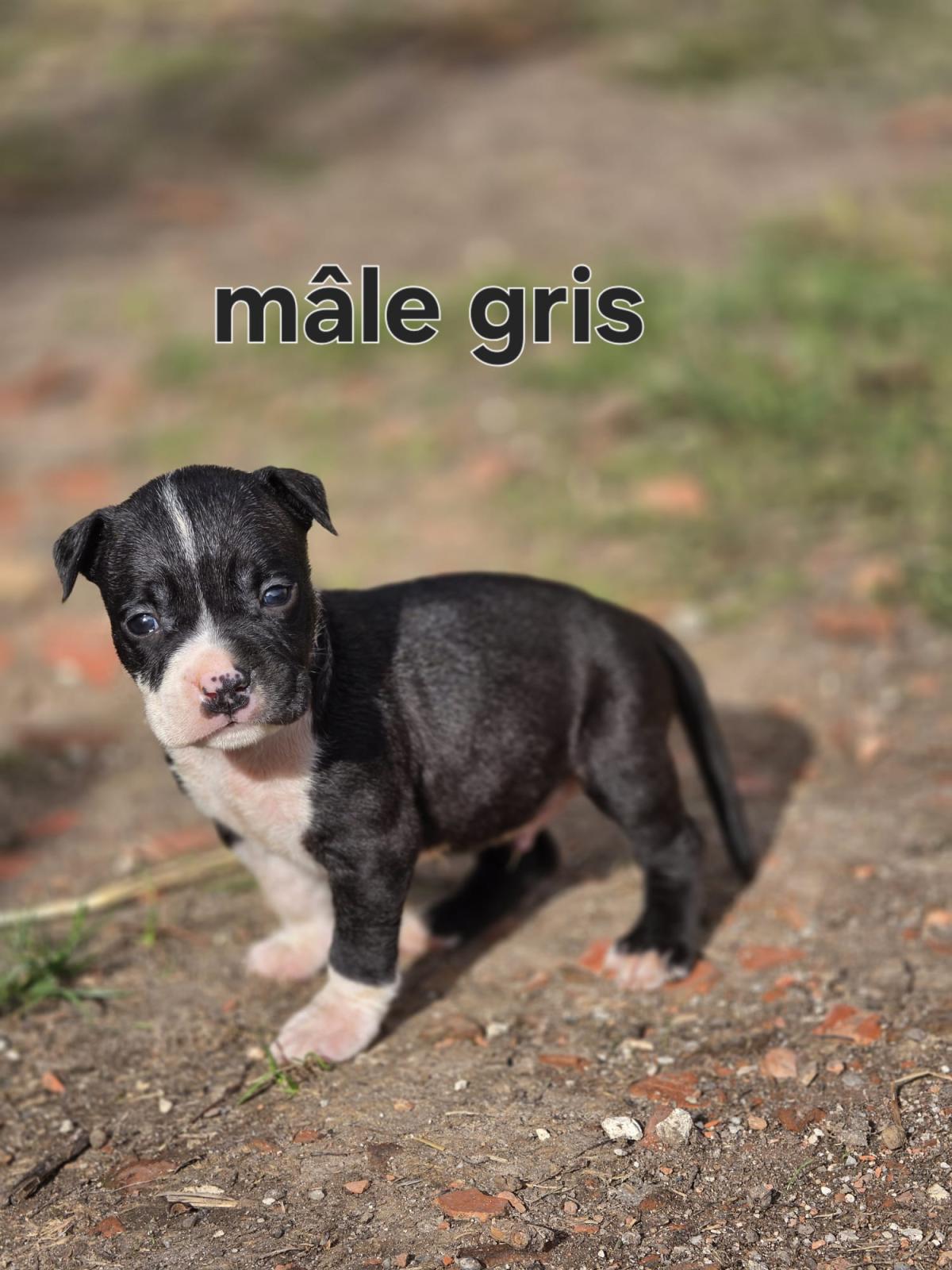 Magnifiques chiots américain staffordshire terrier