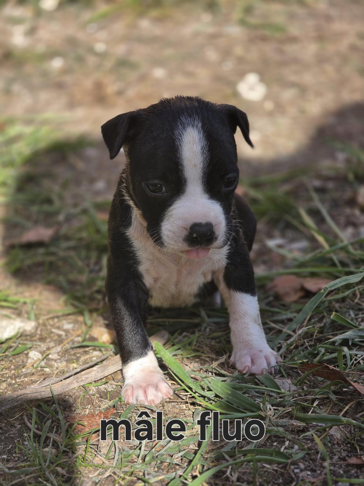 Magnifiques chiots américain staffordshire terrier