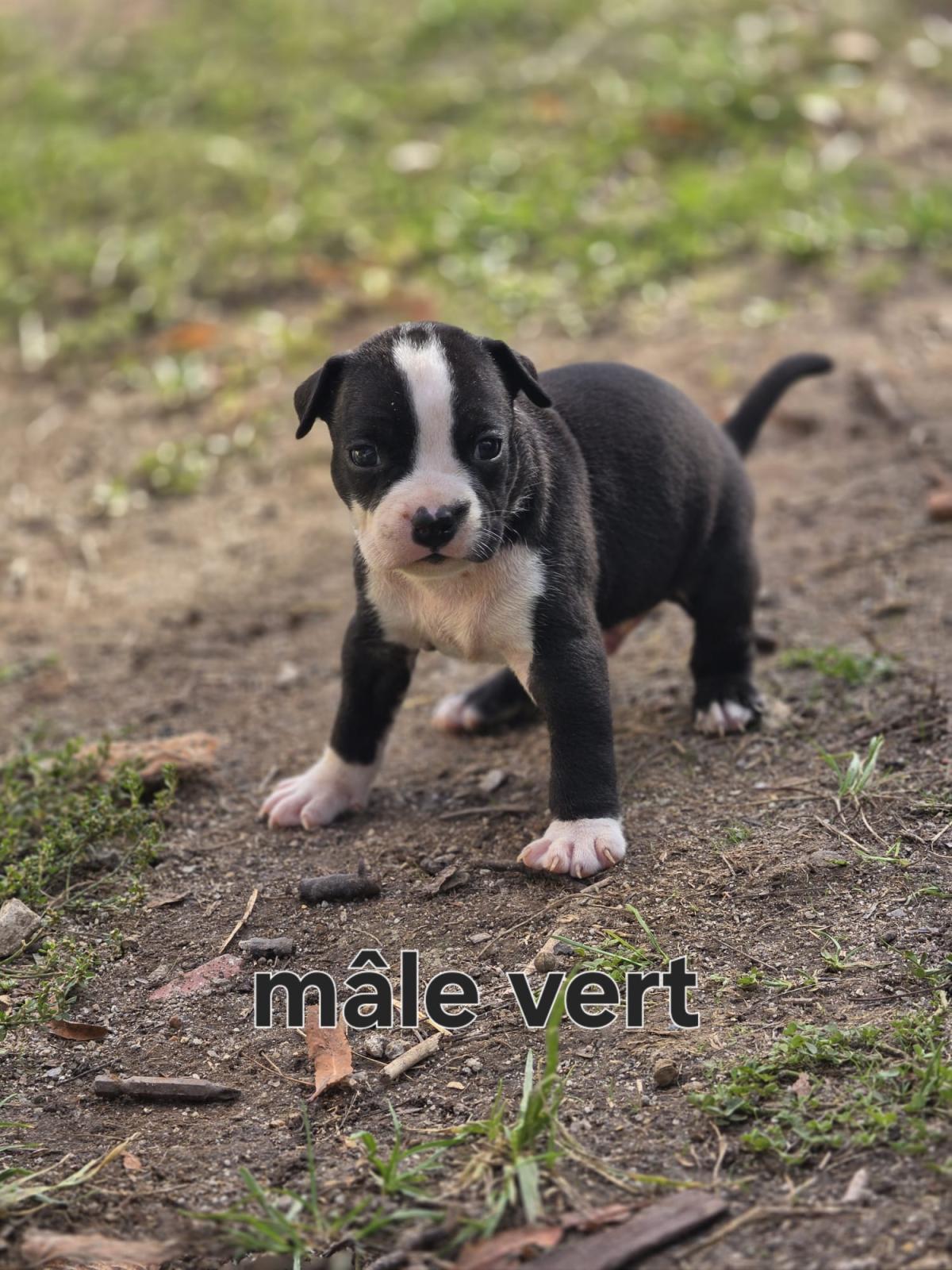 Magnifiques chiots américain staffordshire terrier