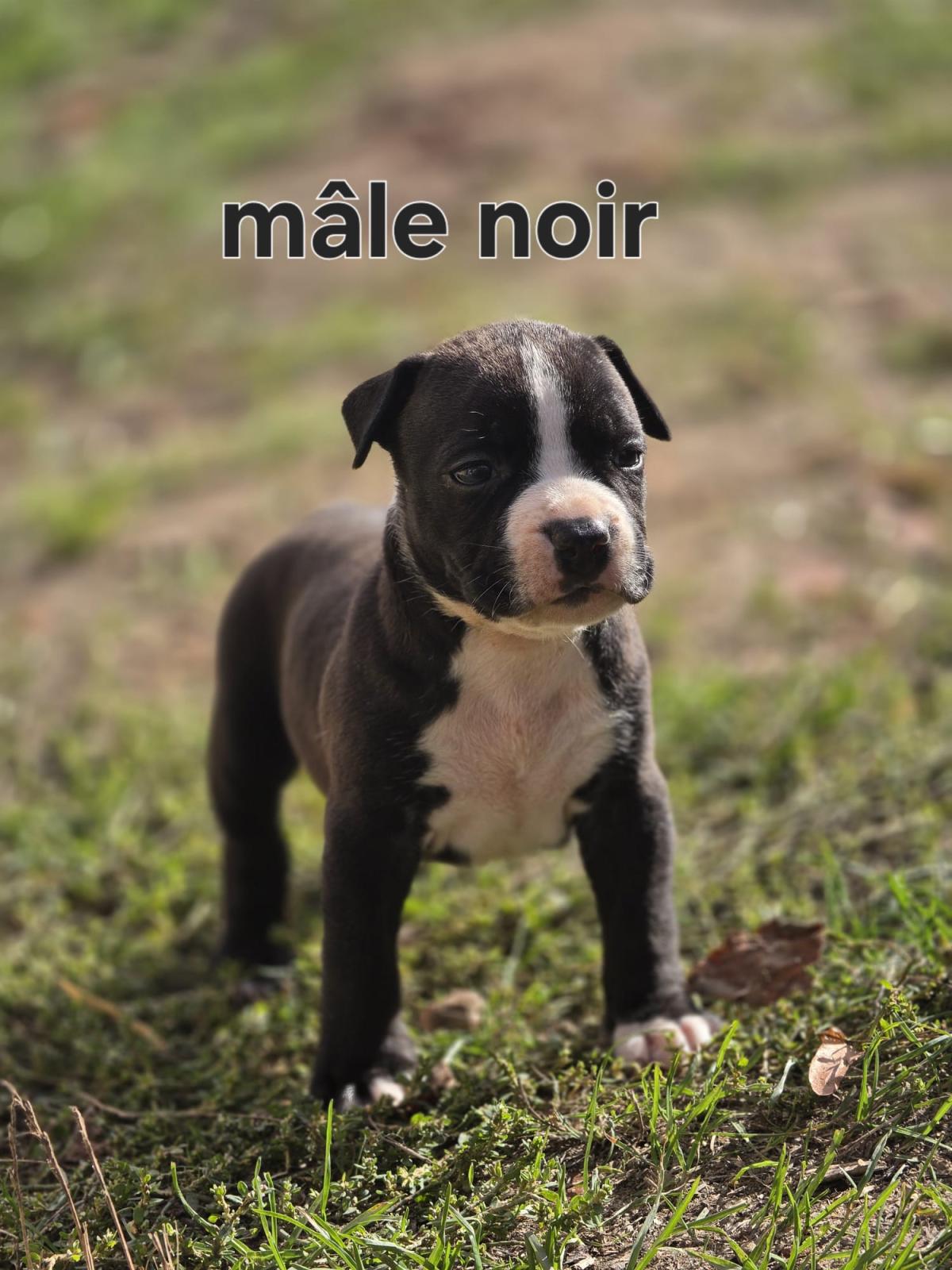 Magnifiques chiots américain staffordshire terrier